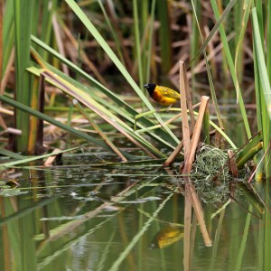 Lake Muhele weawerbird Lake Muhele weawerbird