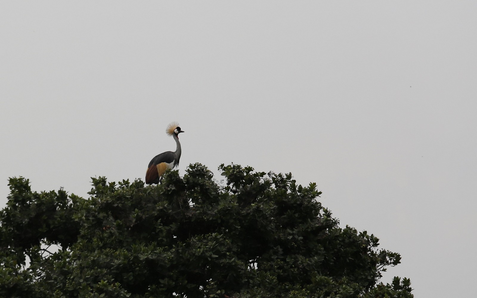 Kruunukurki Crested Crane Kruunukurki Crested Crane