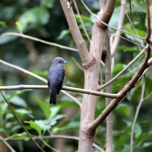 Bwindi Jungle Lodge Bwindi Jungle Lodge