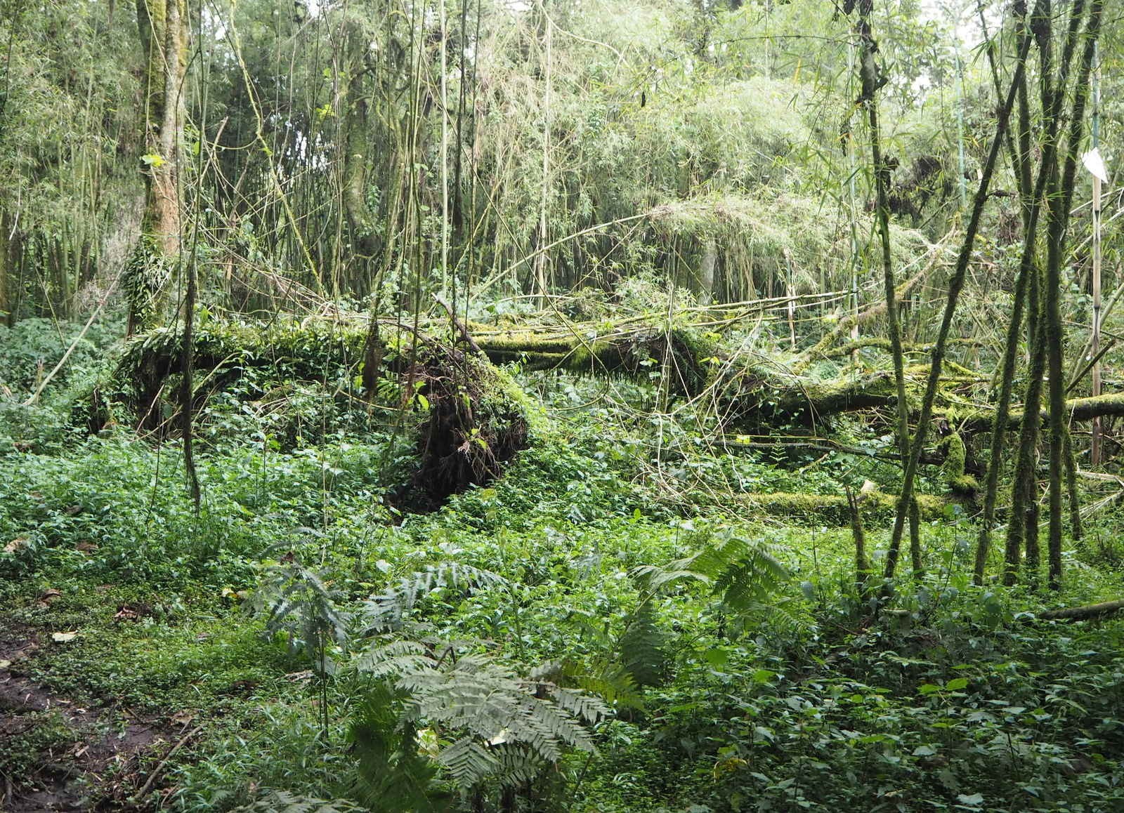 Rwanda Mountain Gorillas - path to the mountain