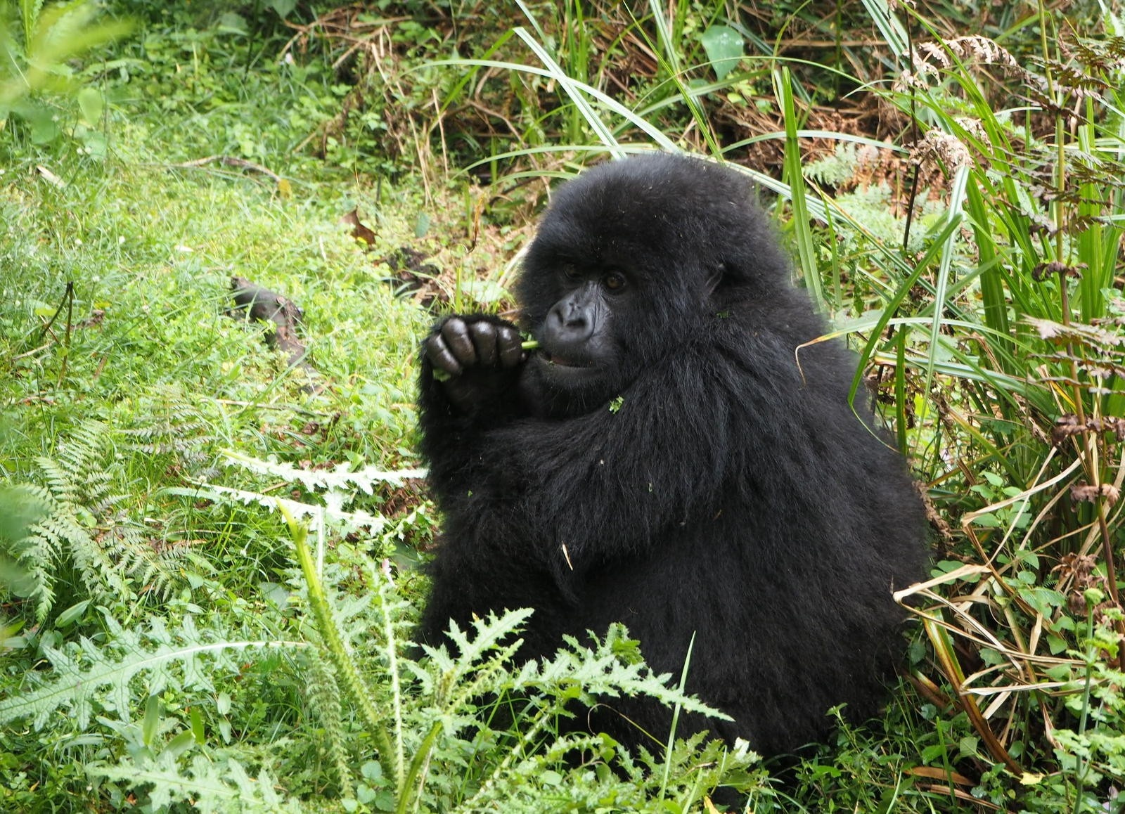 Rwanda mountain gorillas
