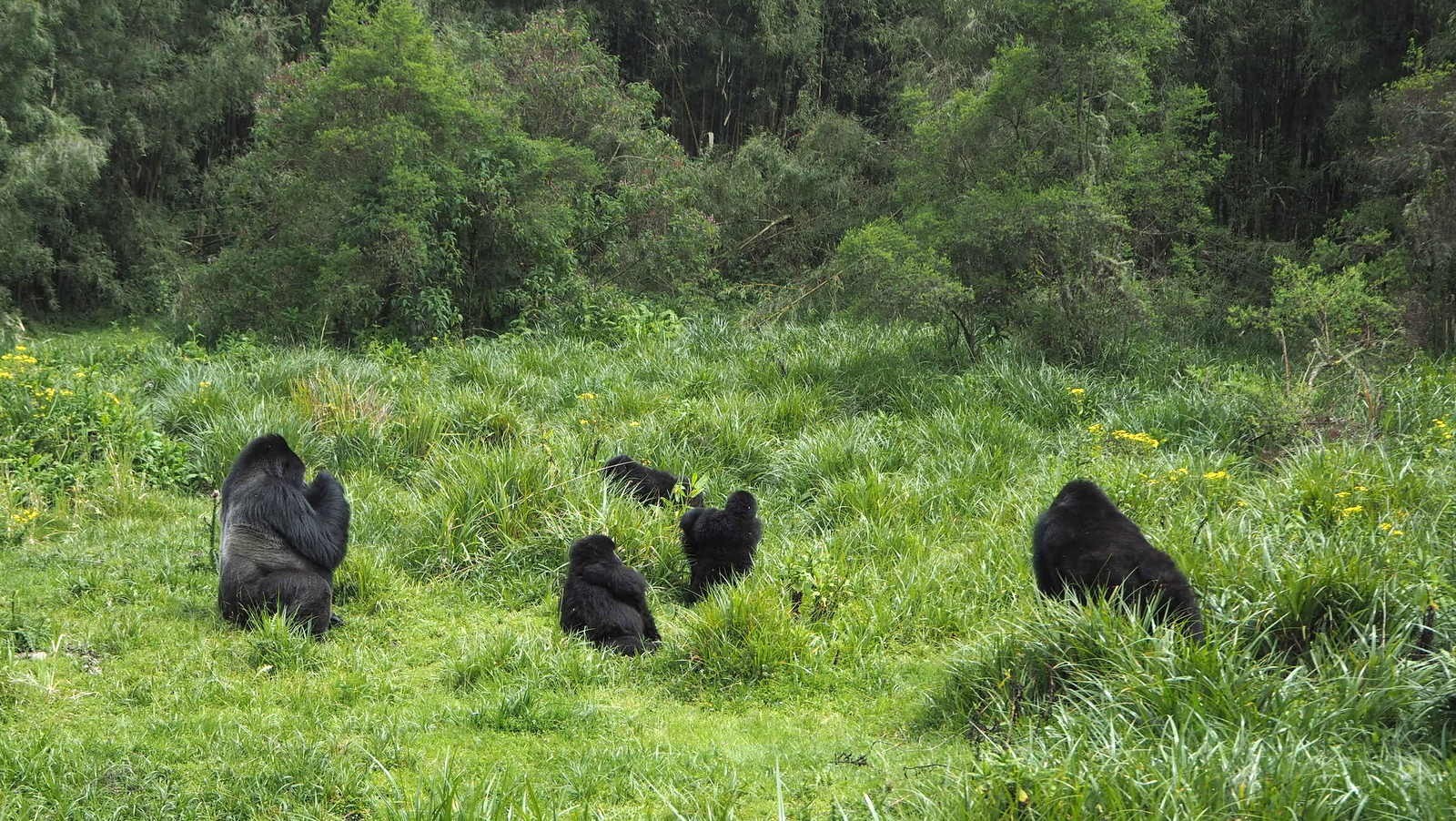 Rwanda mountain gorillas - first encounter