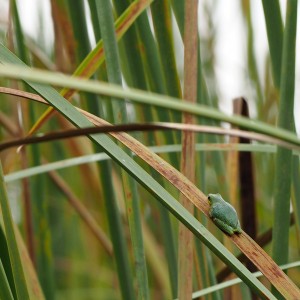 Lake Muhele frog Lake Muhele frog