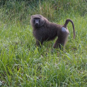 Paviaani Queen Elizabeth Uganda