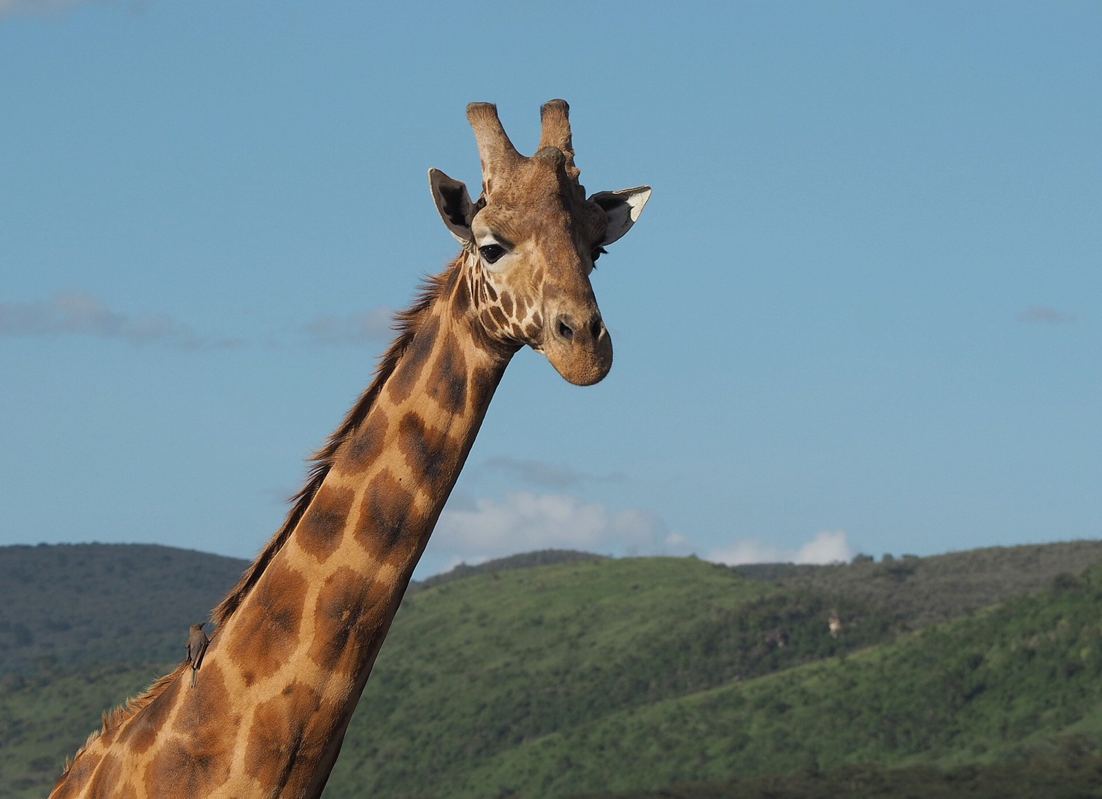 Rothschildin kirahvi Nakuru Kenia Rothschildin kirahvi Nakuru Kenia