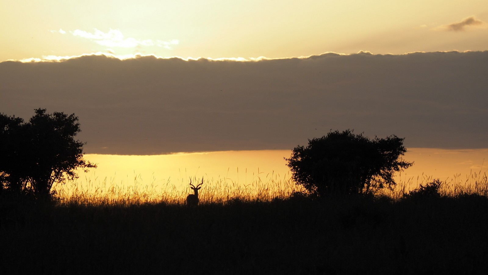 Masai Mara Masai Mara