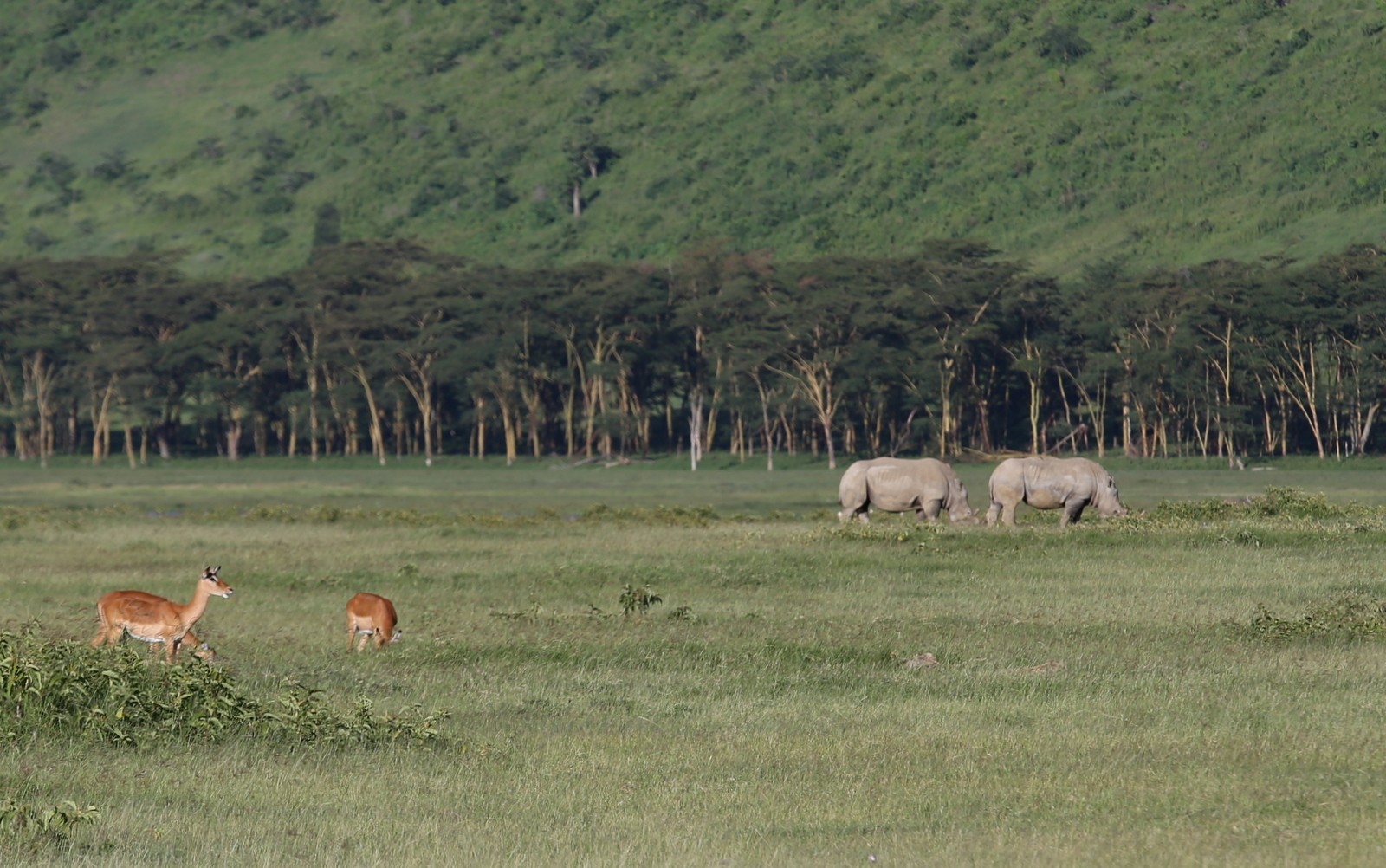 Isosarvikuono Nakuru Kenia Isosarvikuono Nakuru Kenia