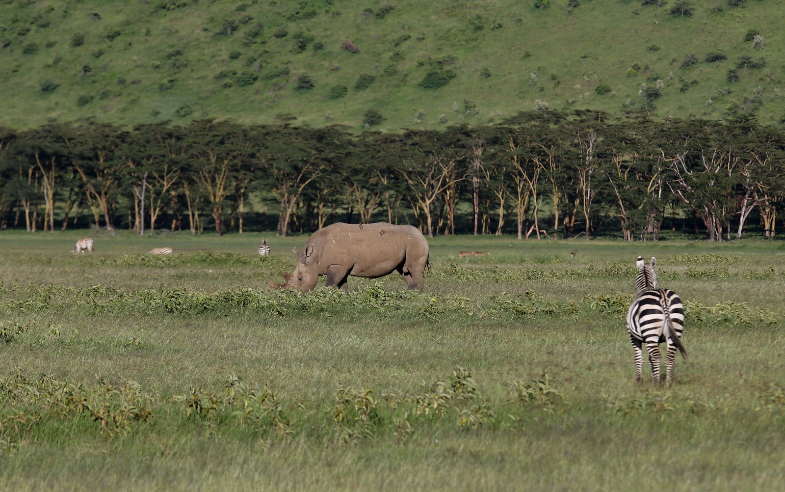 Isosarvikuono Nakuru Kenia Isosarvikuono Nakuru Kenia