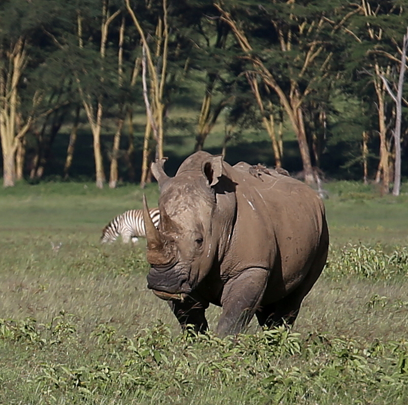 Isosarvikuono Nakuru Kenia Isosarvikuono Nakuru Kenia