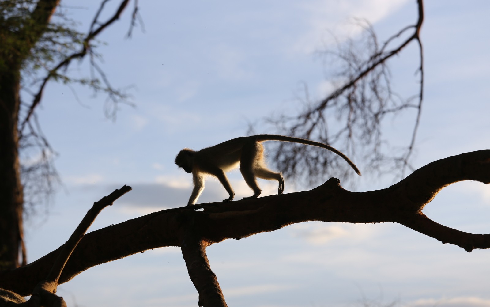 Vihermarakatti Nakuru Kenia Vihermarakatti Nakuru Kenia