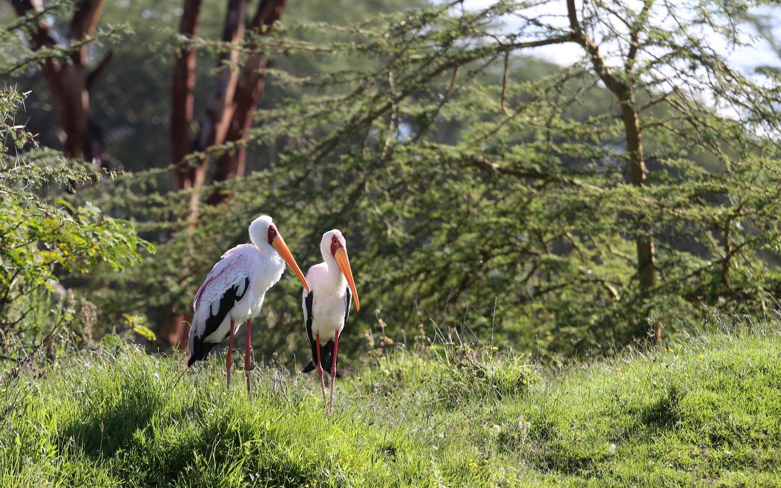 Yellow billed stork Afrikan ibishaikara Naivasha