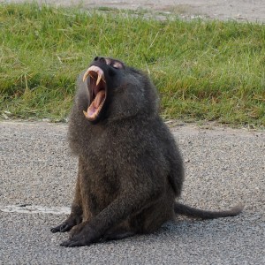 Paviaani Queen Elizabeth Uganda