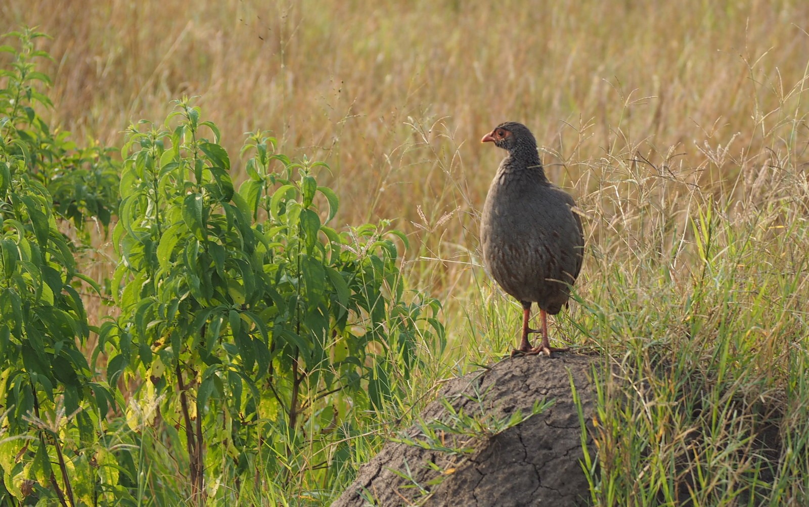 Frankoliini Queen Elizabeth Uganda