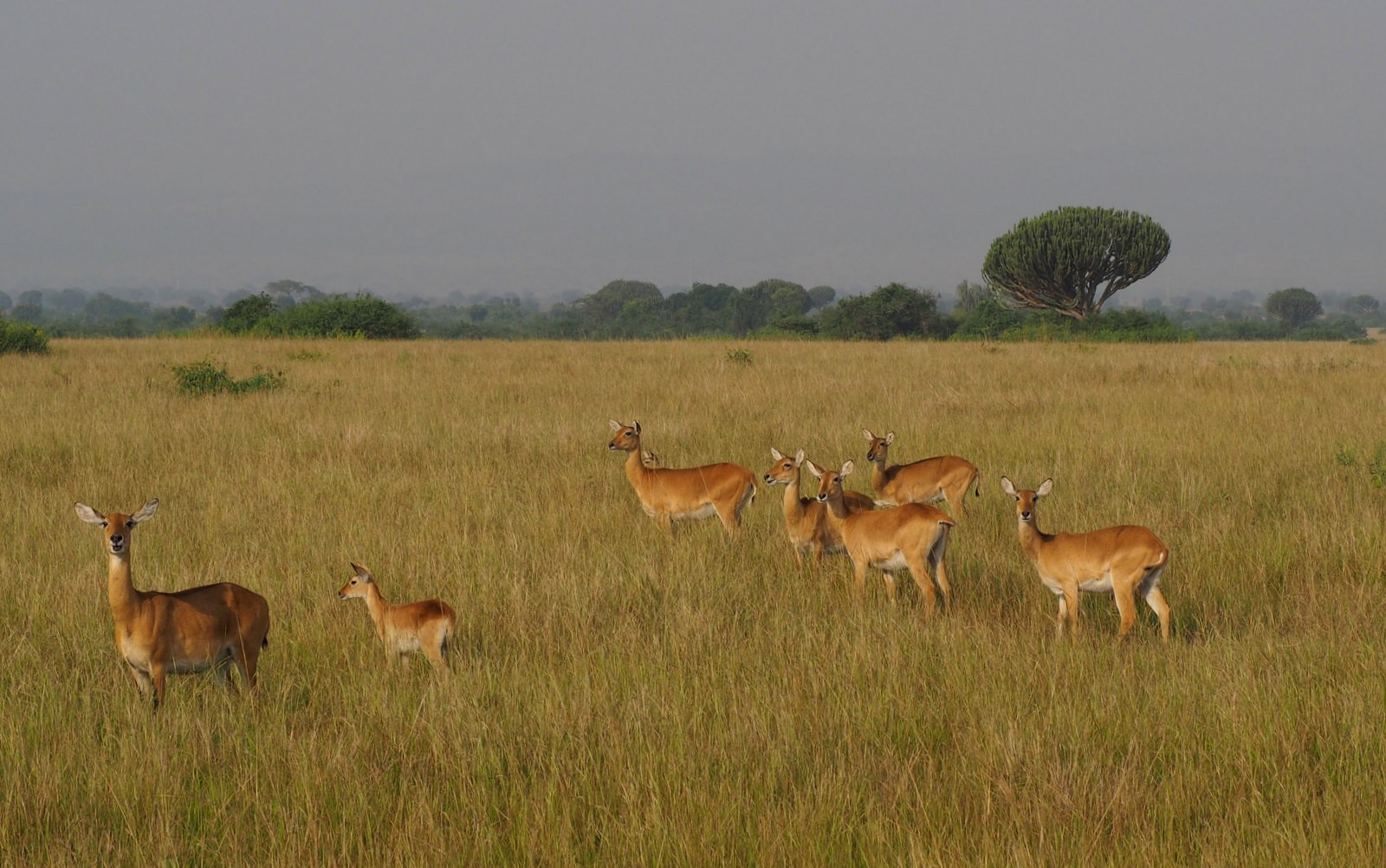 Kobi Queen Elizabeth Uganda