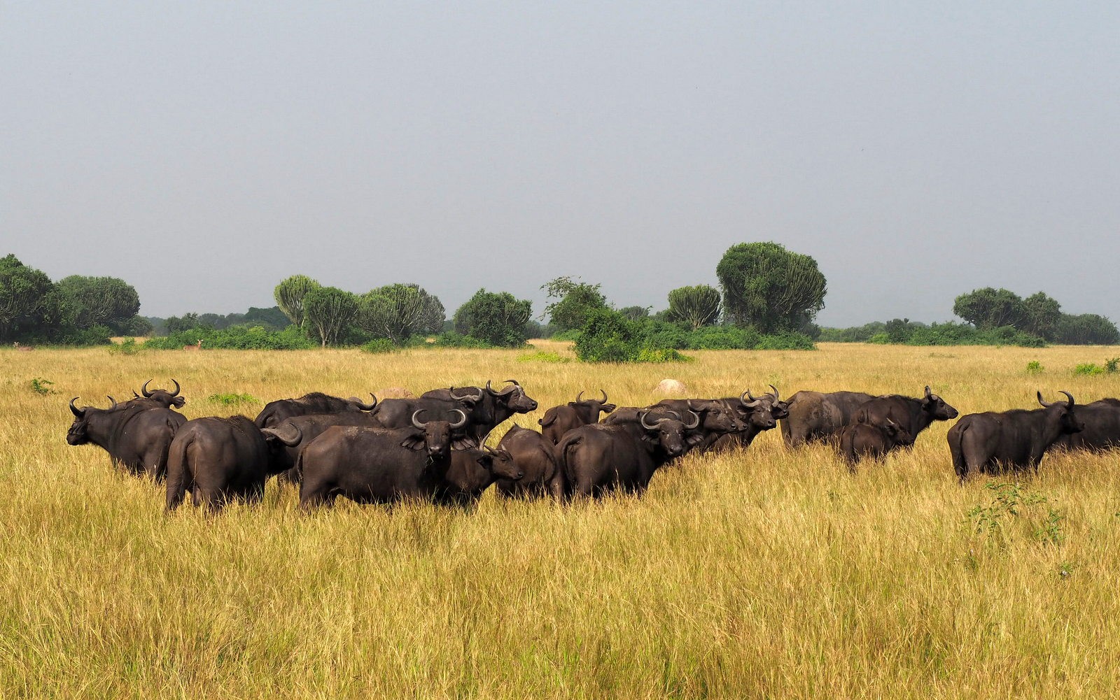 Afrikanpuhveli Queen Elizabeth Uganda
