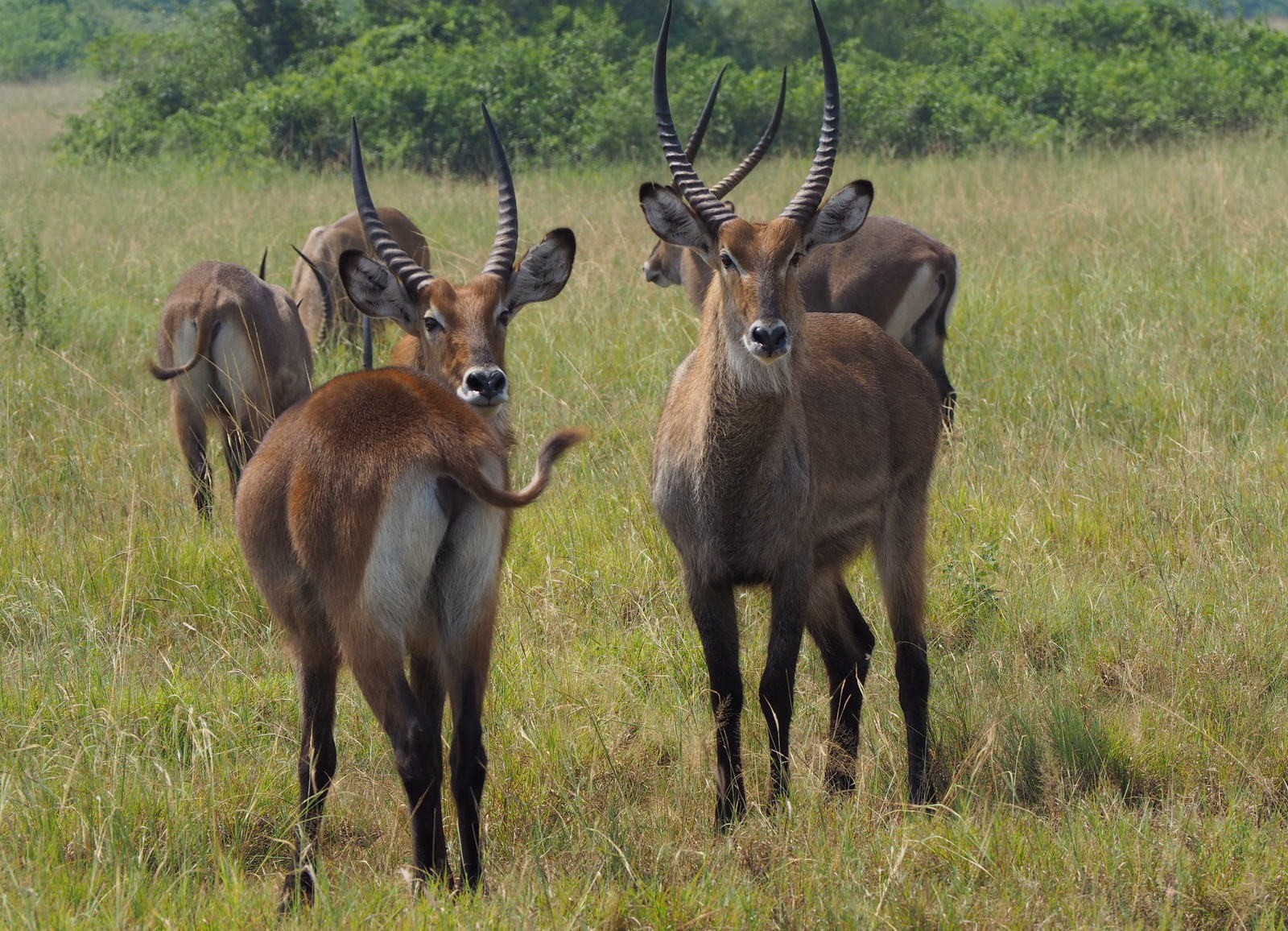 Vesiantilooppi Queen Elizabeth Uganda