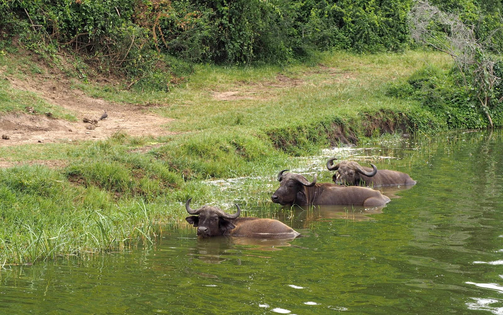 Kazenga Queen Elizabeth