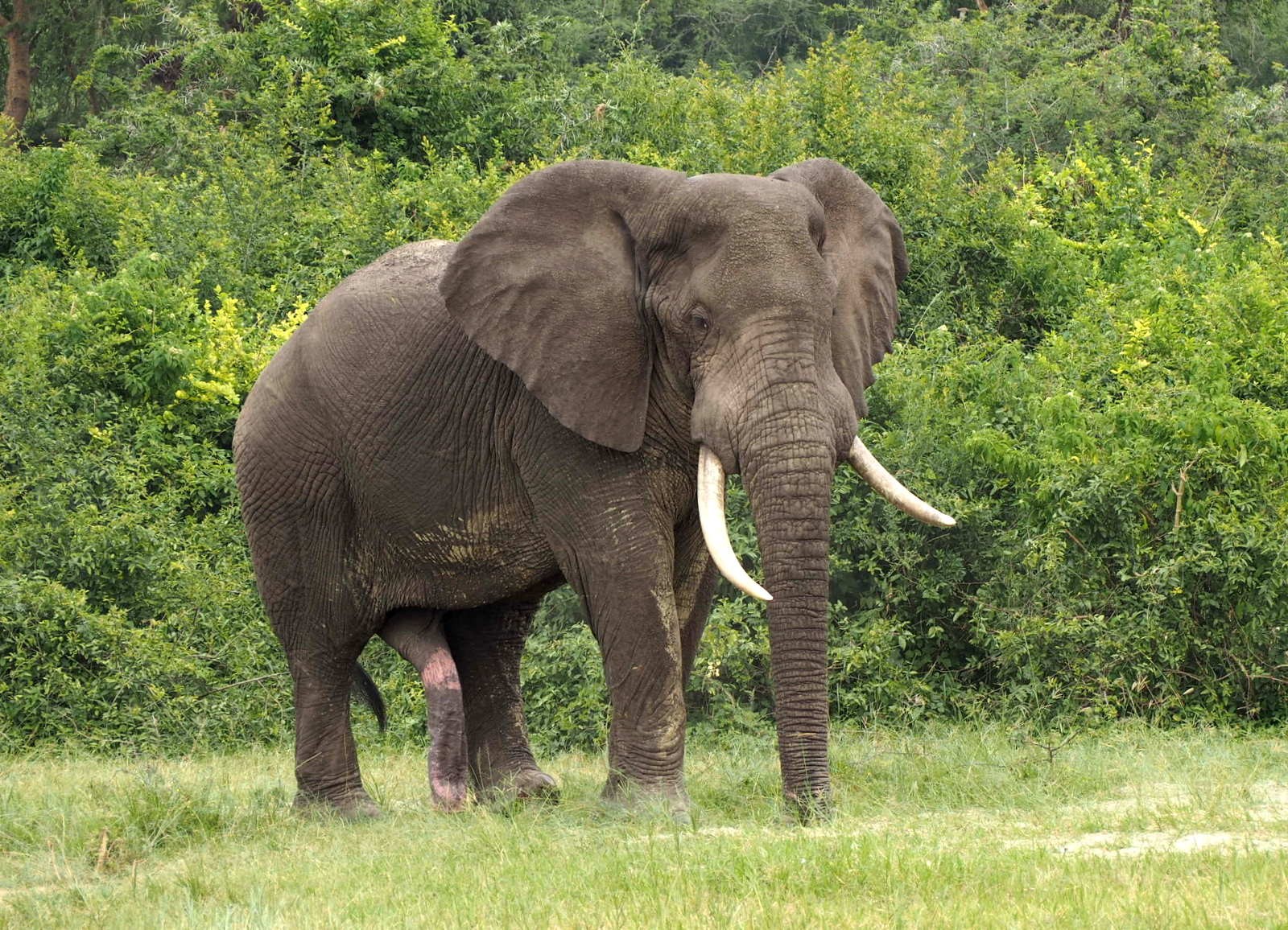 Norsu Queen Elizabeth Uganda