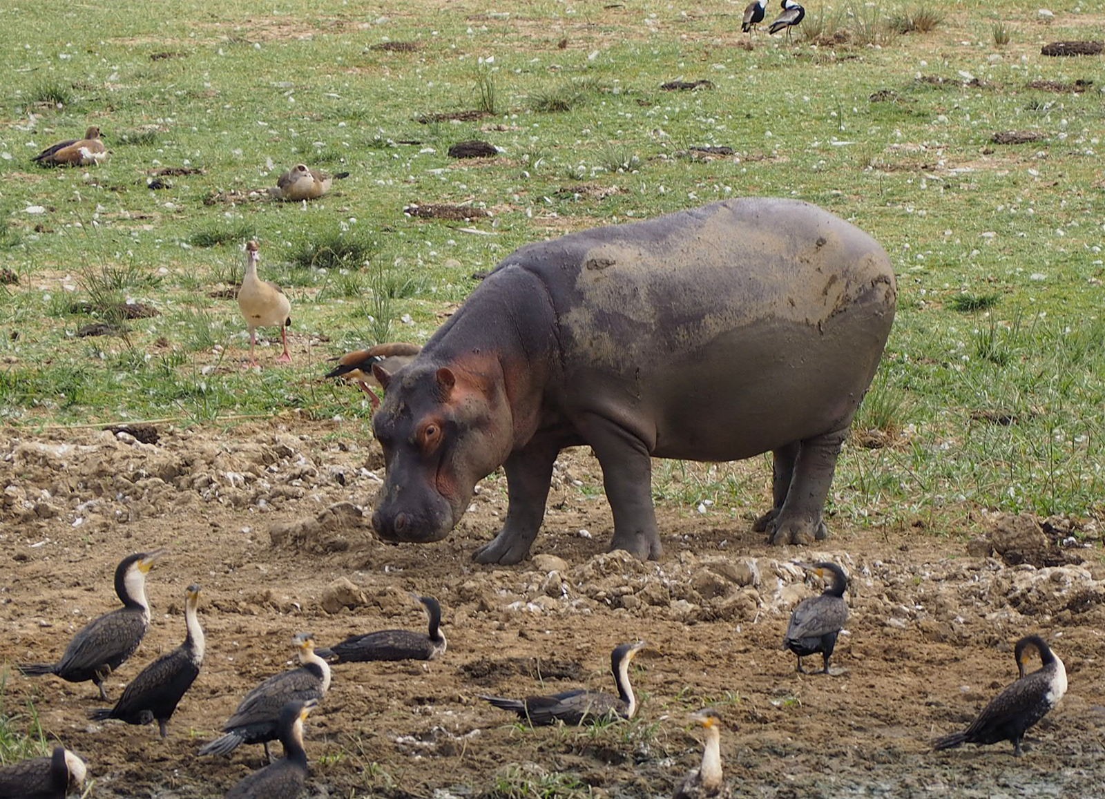 Virtahepo Queen Elizabeth