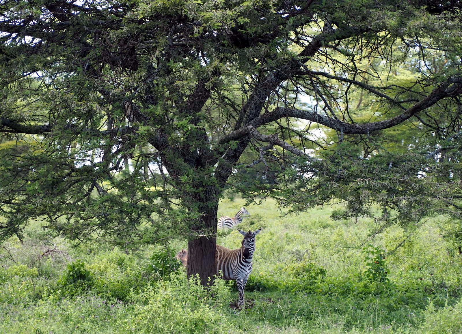 Seepra Nakuru Kenia Seepra Nakuru Kenia