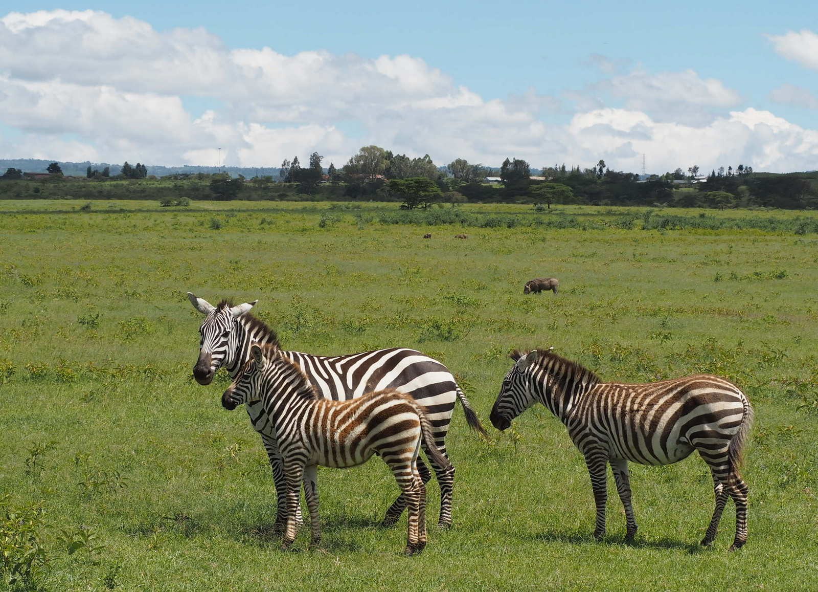 Seepra Nakuru Kenia Seepra Nakuru Kenia