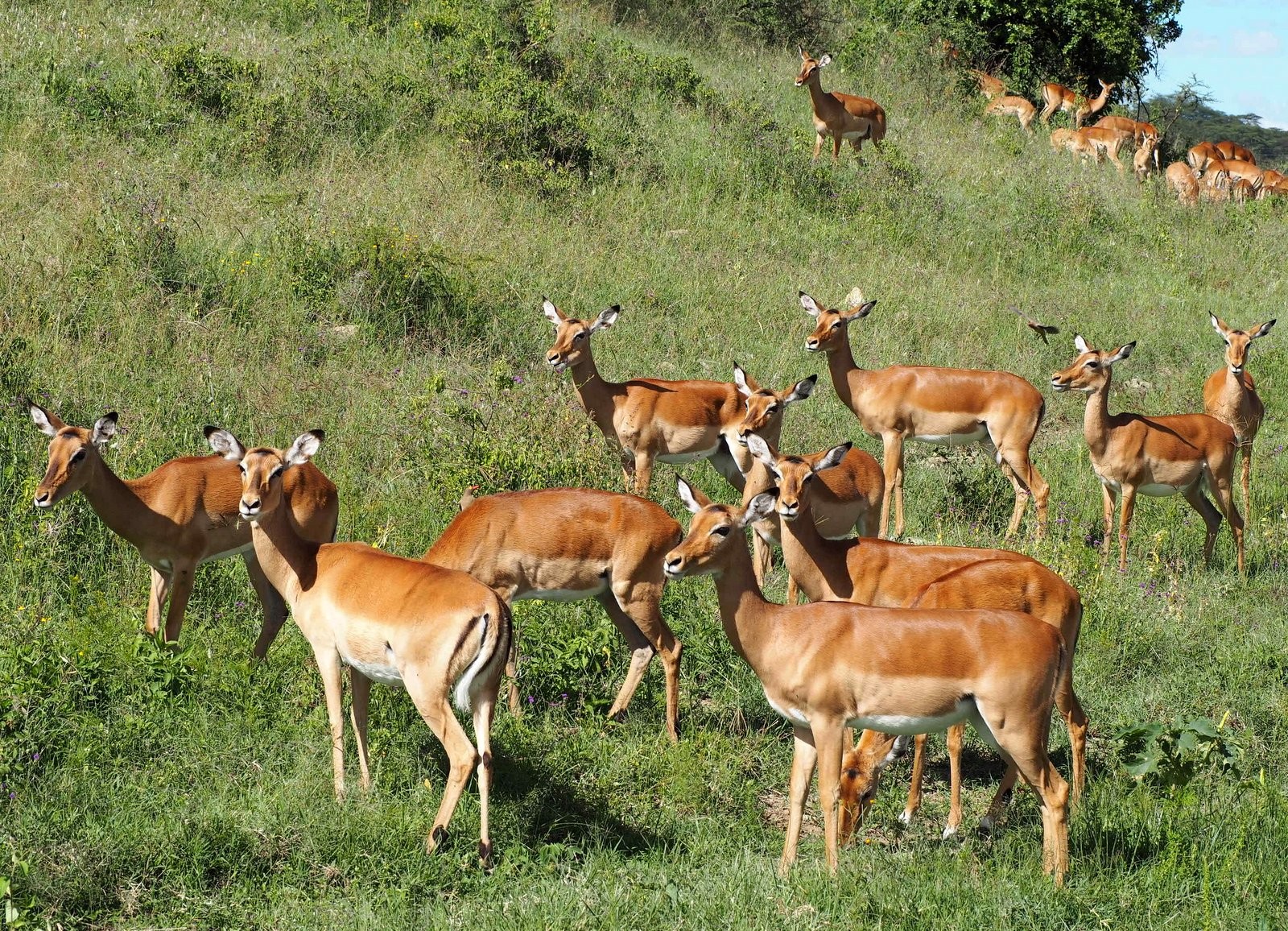 Vihermarakatti Nakuru Kenia Impaloita Nakuru Kenia