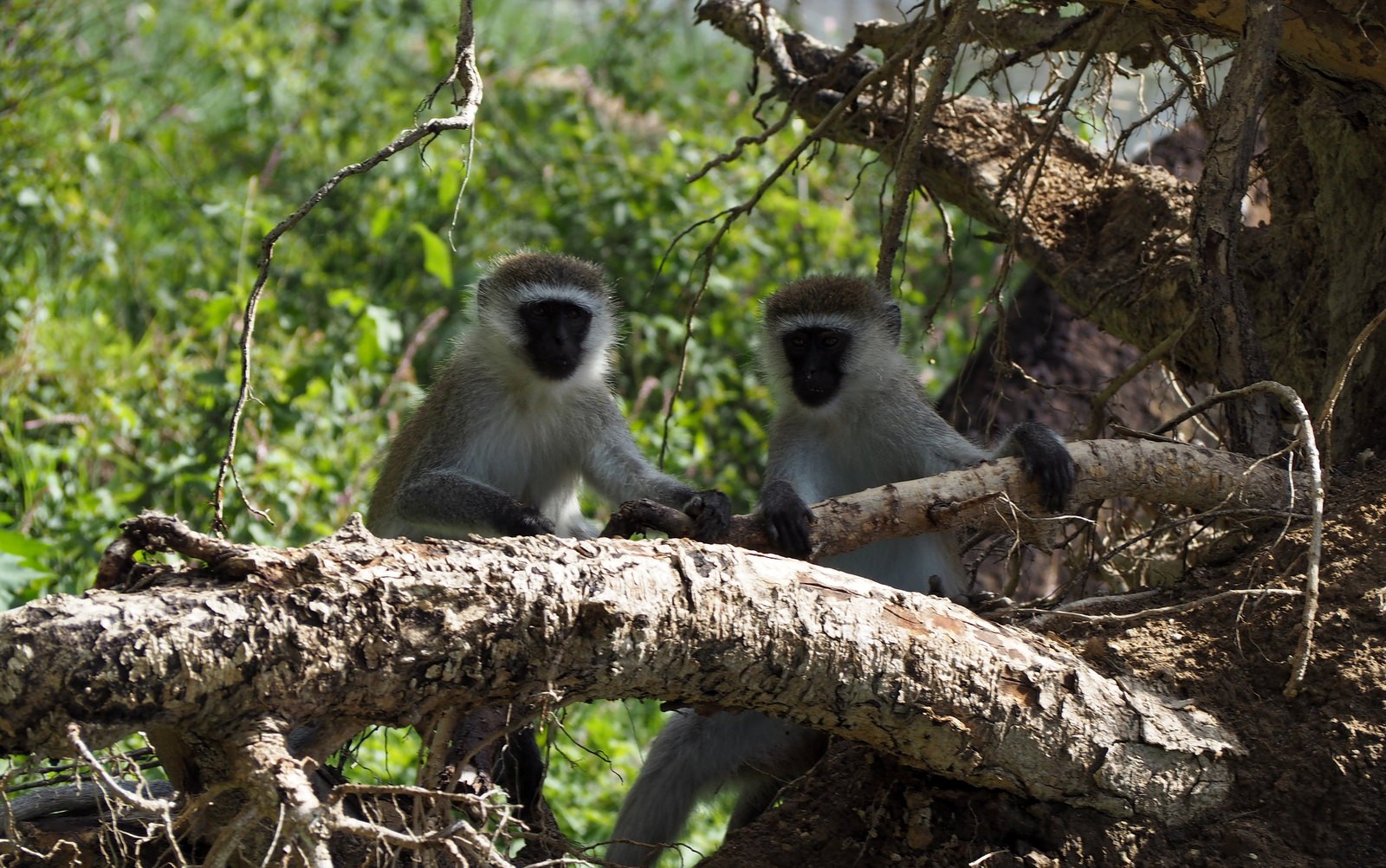 Vihermarakatti Nakuru Kenia Vihermarakatti Nakuru Kenia