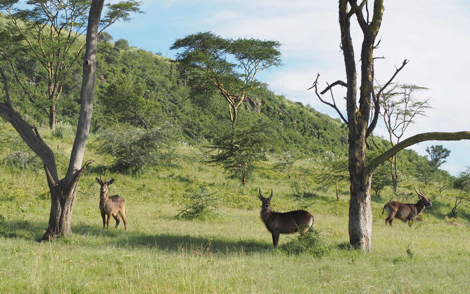 Vesiantilooppeja Nakuru Kenia Vesiantilooppeja Nakuru Kenia