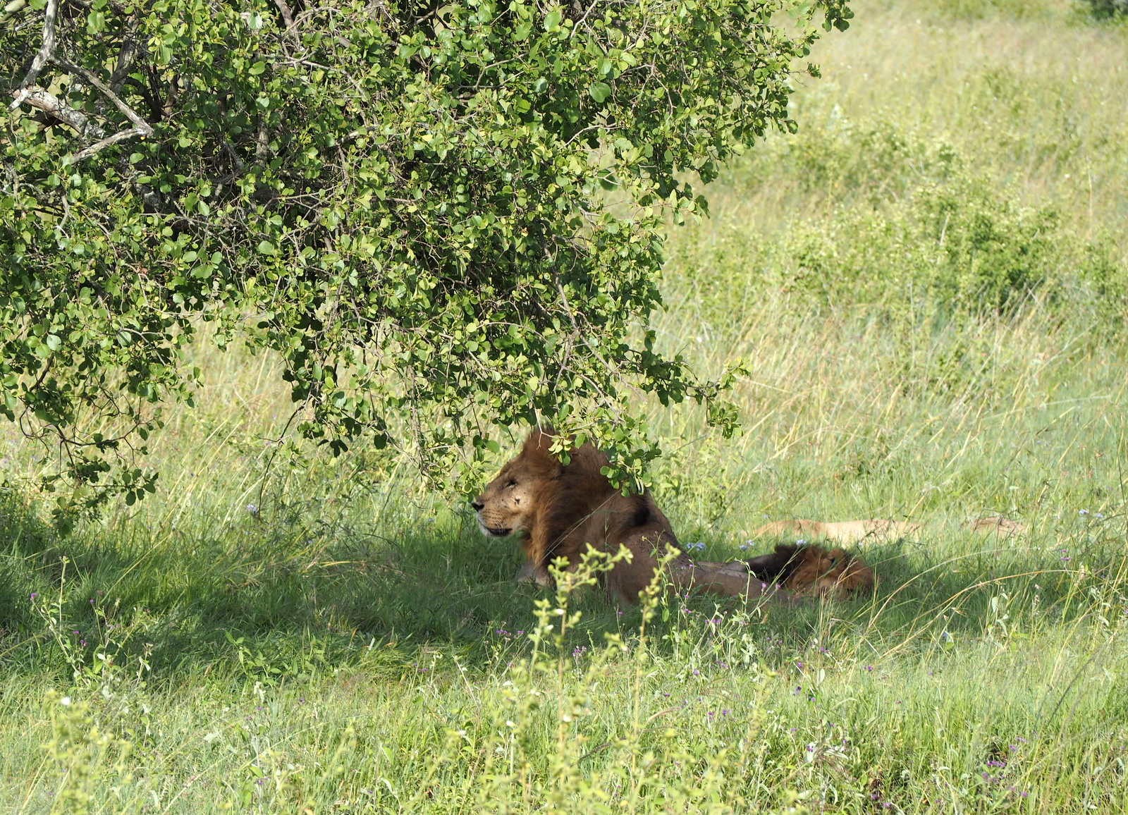 Leijona Nakuru Kenia Leijona Nakuru Kenia