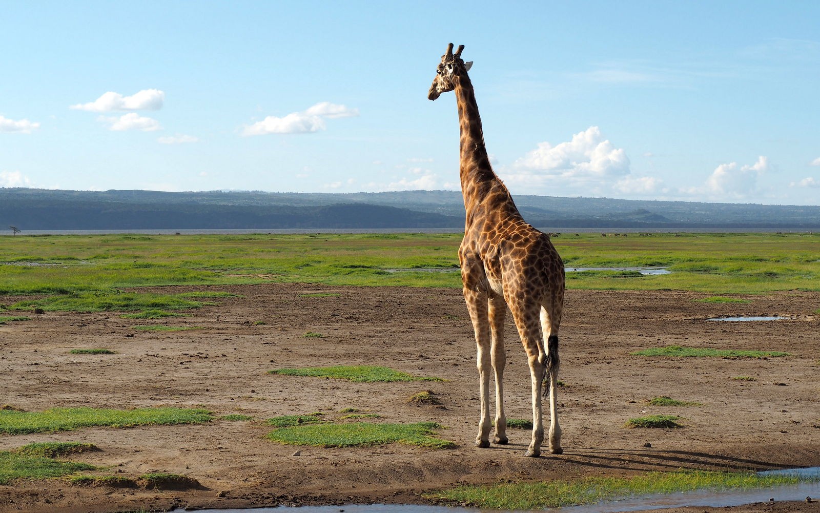 Rothschildin kirahvi Nakuru Kenia Rothschildin kirahvi Nakuru Kenia