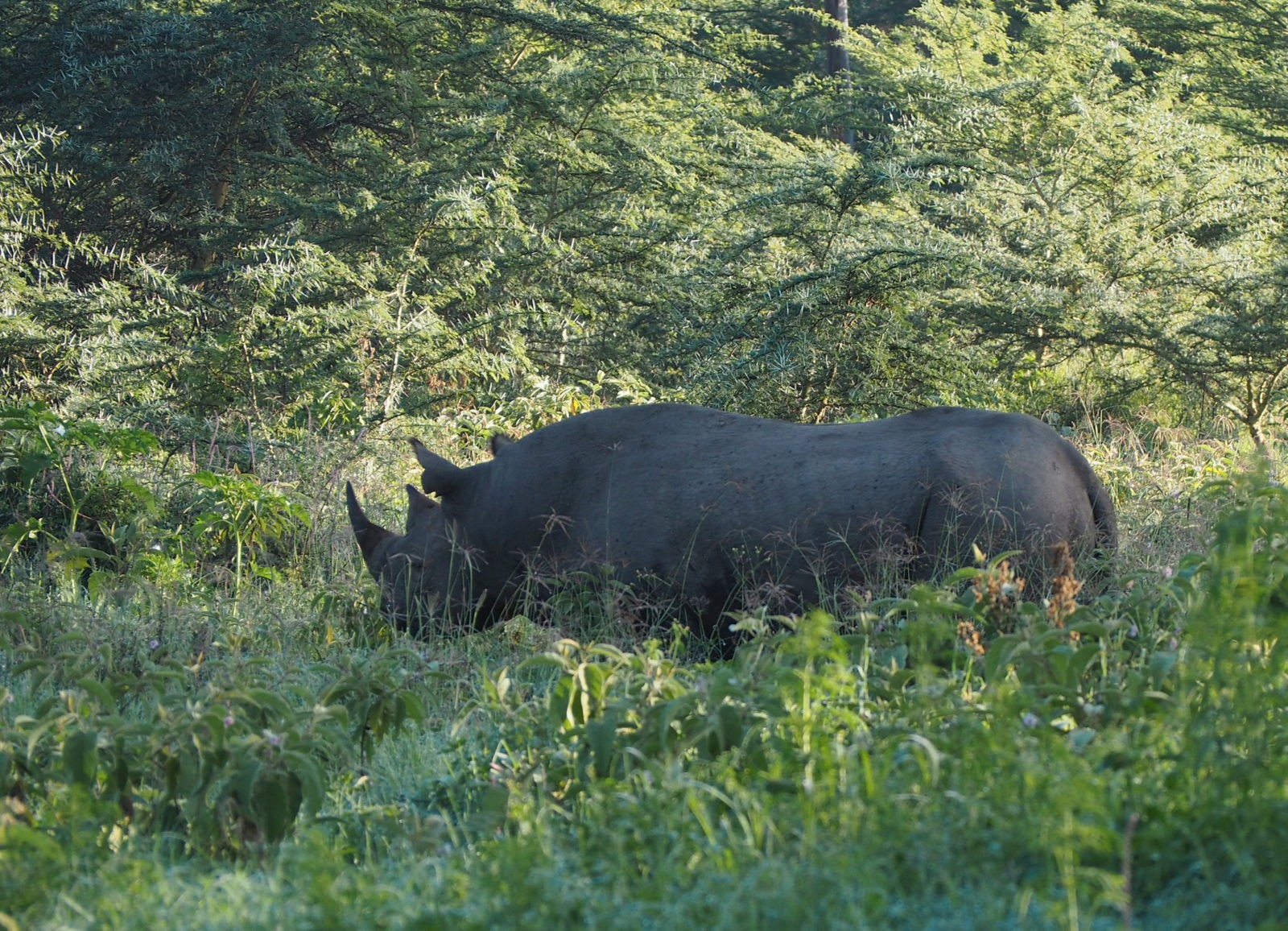 Pensassarvikuono Pensassarvikuono