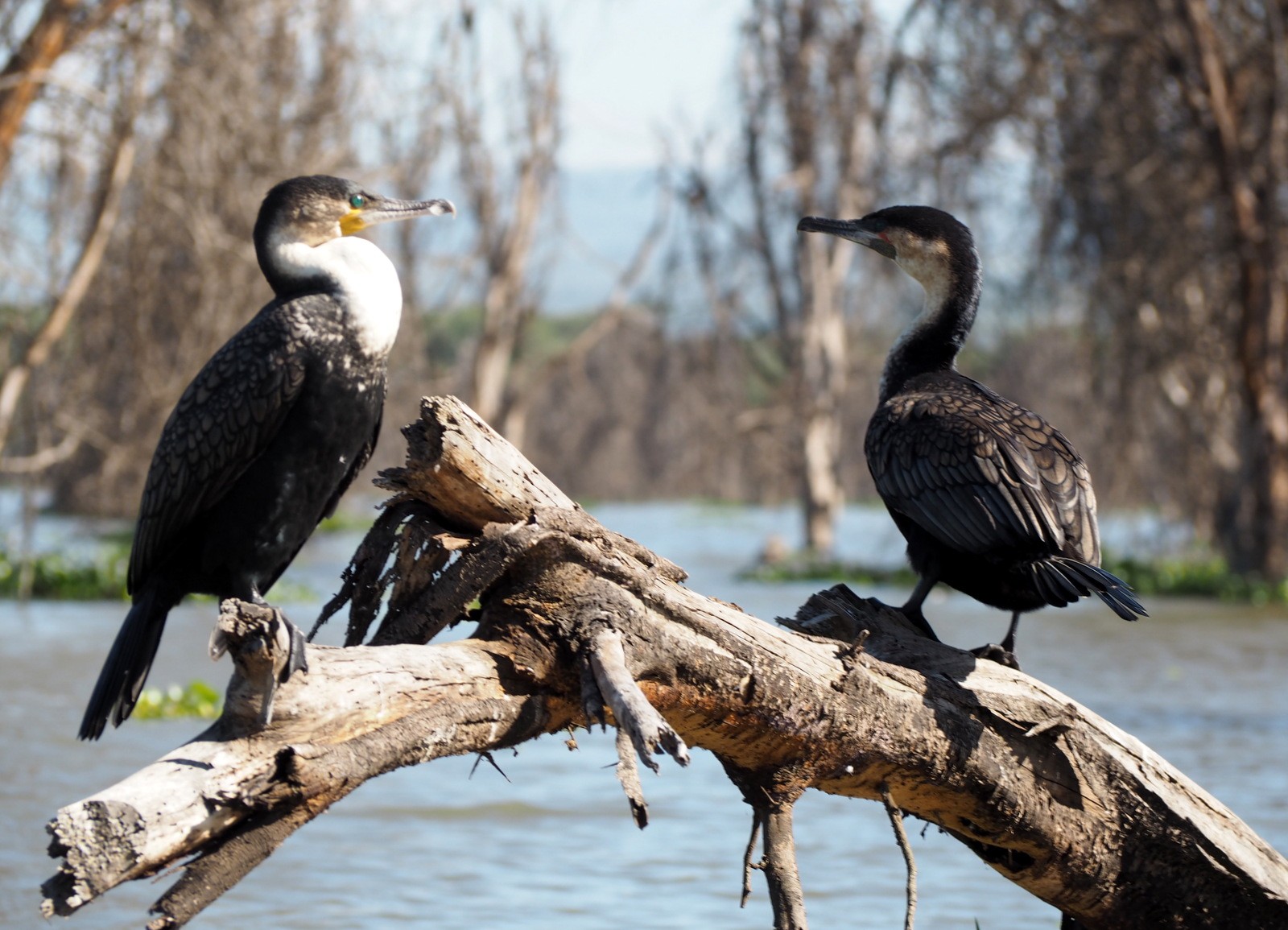 Cormoran Naivasha