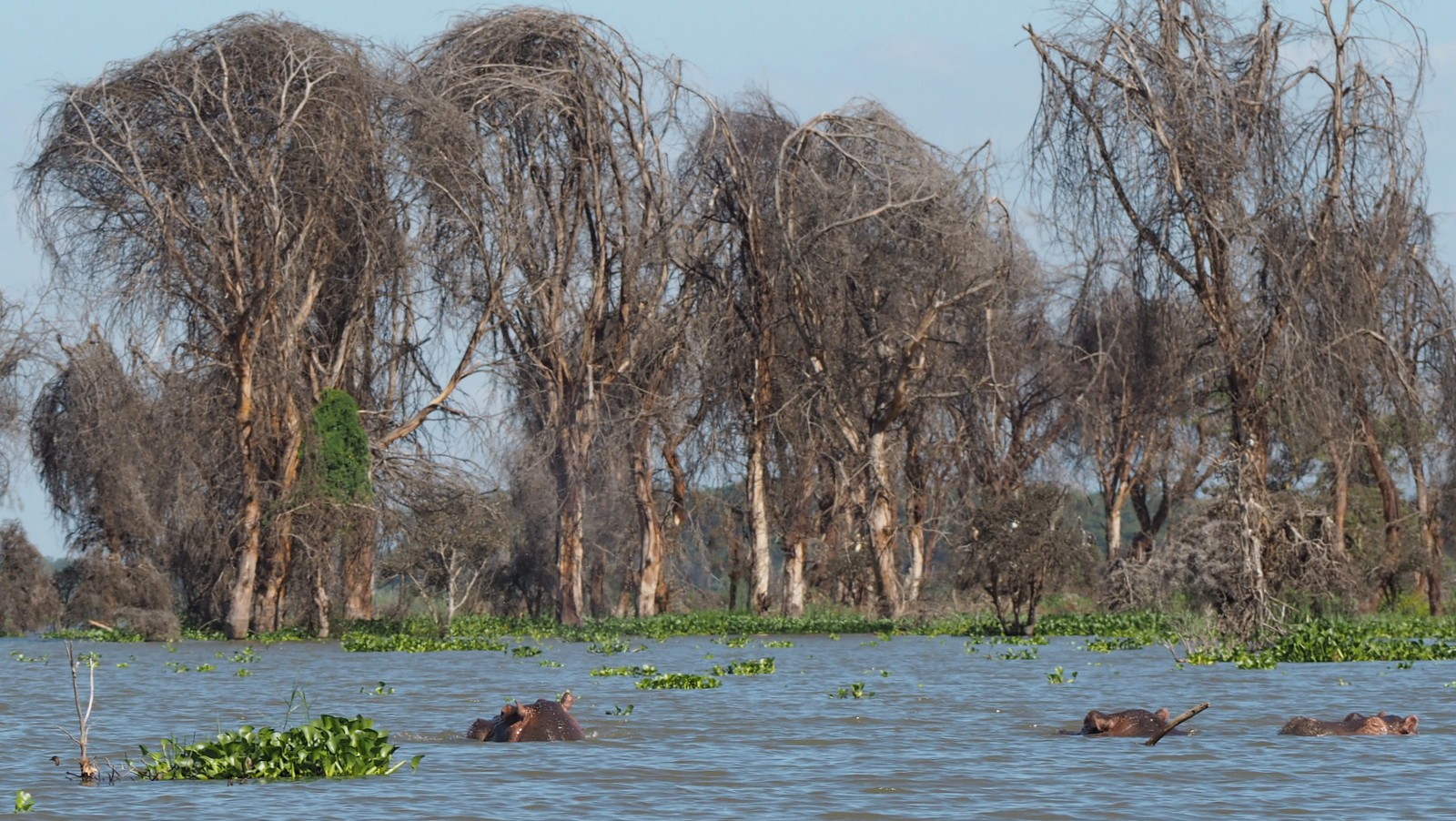 Hippos Naivasha