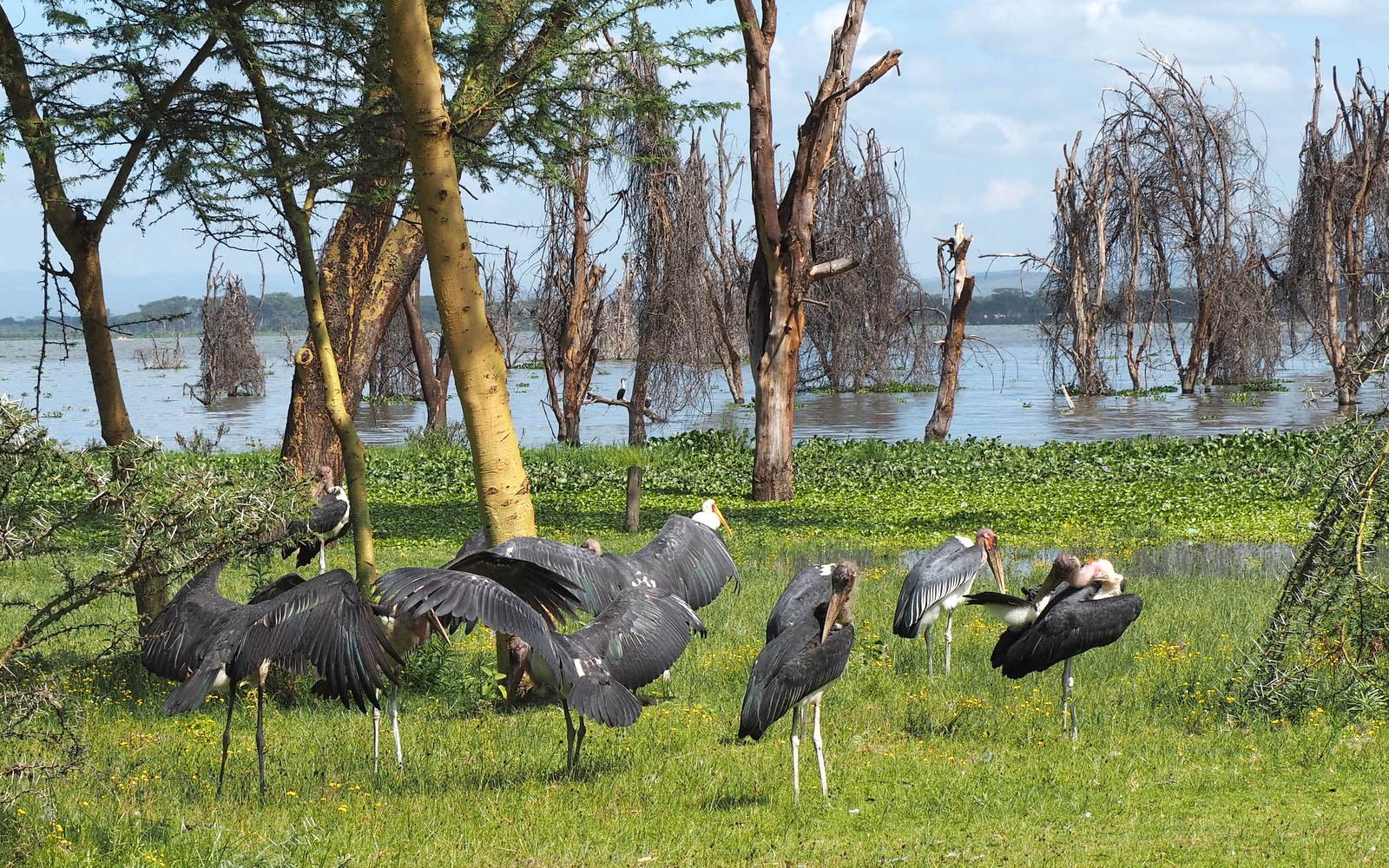 Marabou Naivasha