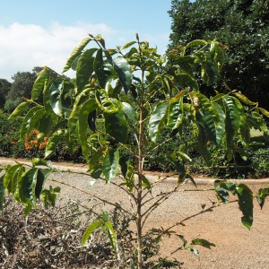 Coffee Karen Blixen Nairobi