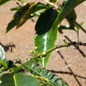 Coffee Karen Blixen Nairobi
