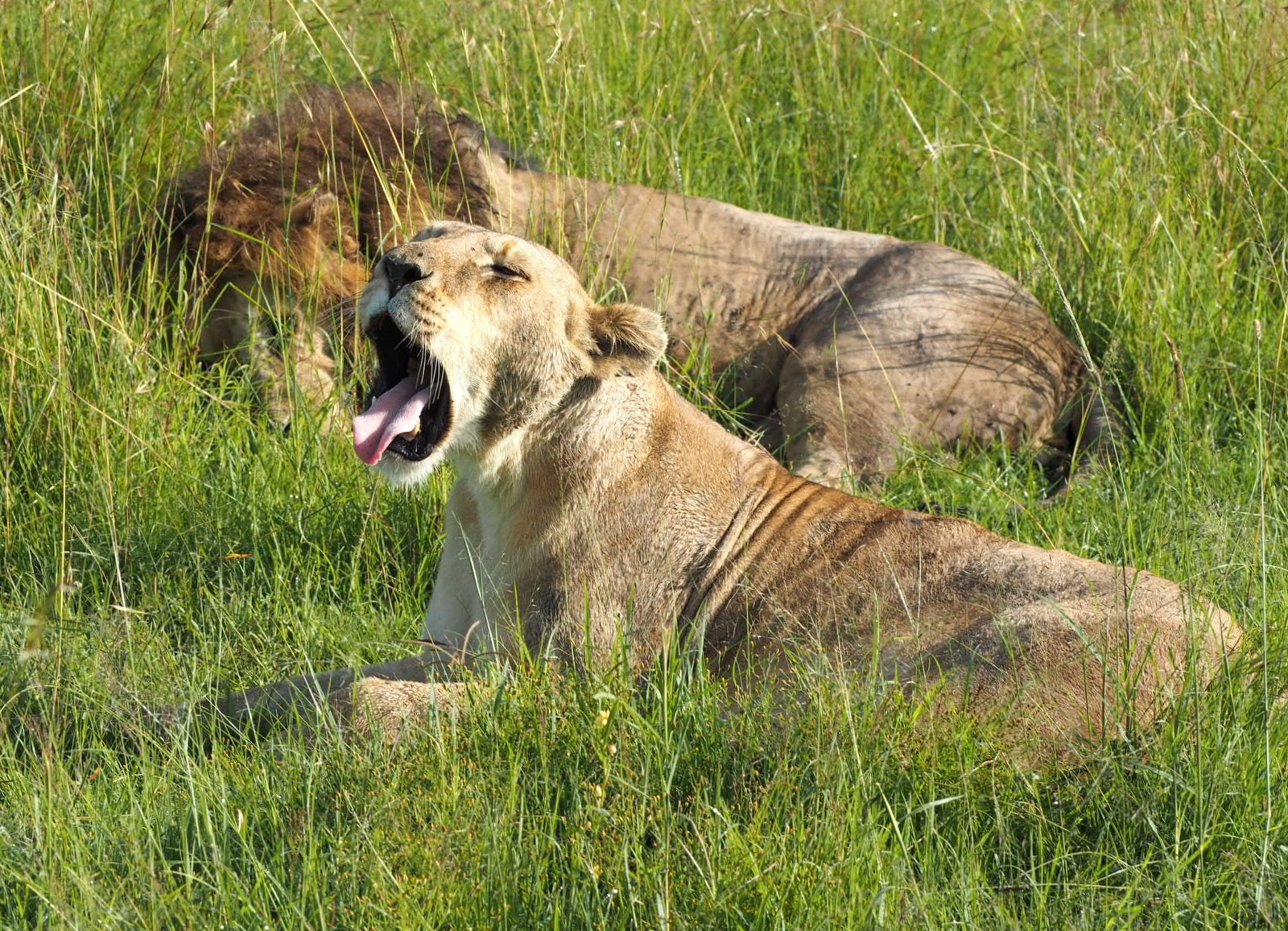Masain Maran leijonia Masain Maran leijonia