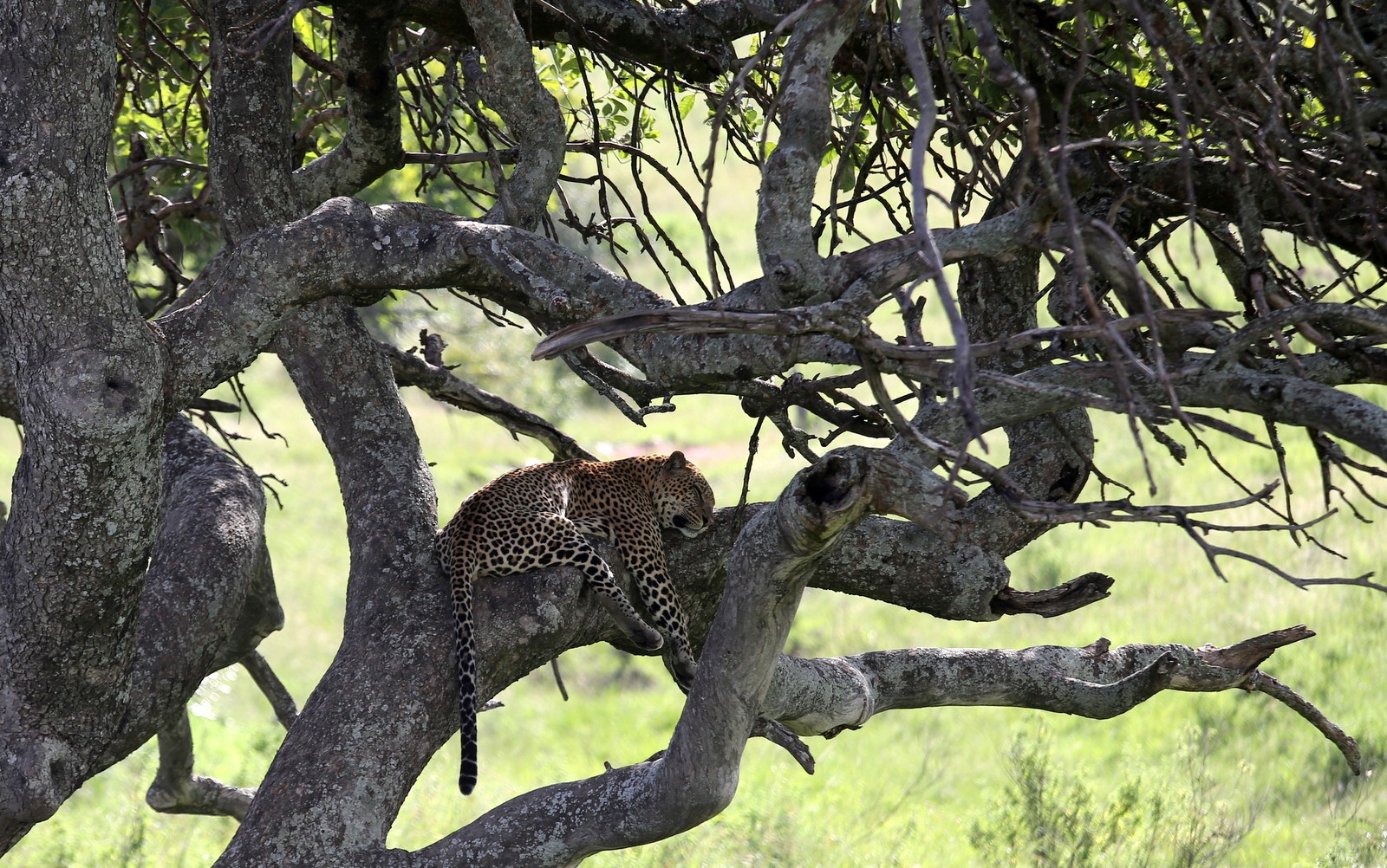 leopardi Masai Mara