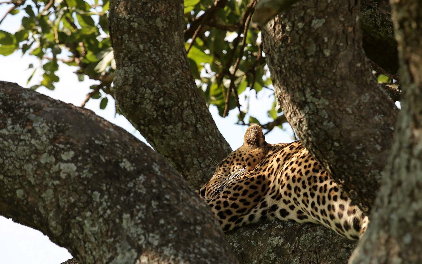 leopardi Masai Mara
