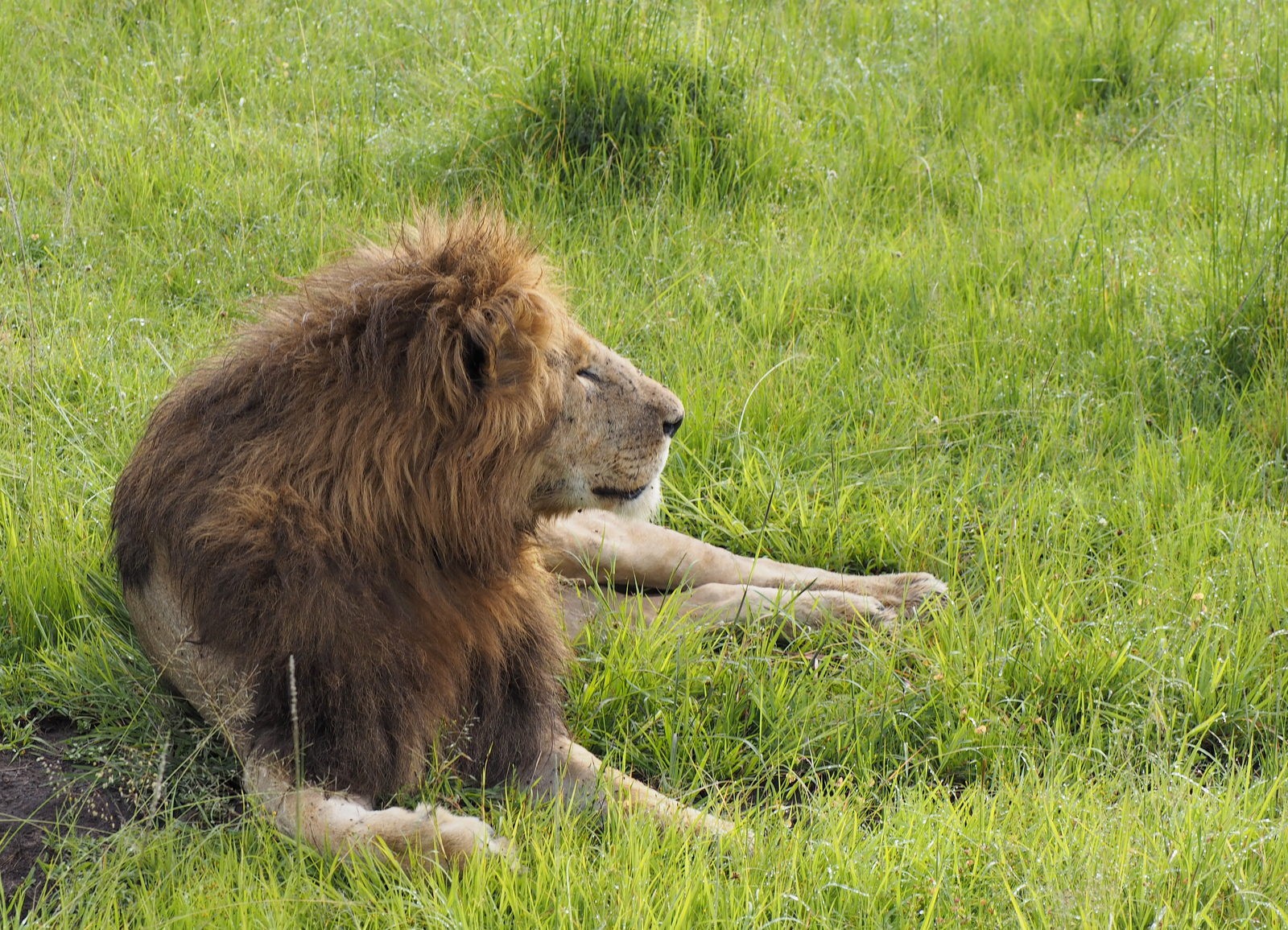 Masain Maran leijonia Masain Maran leijonia