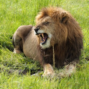 Masain Maran leijonia Masain Maran leijonia
