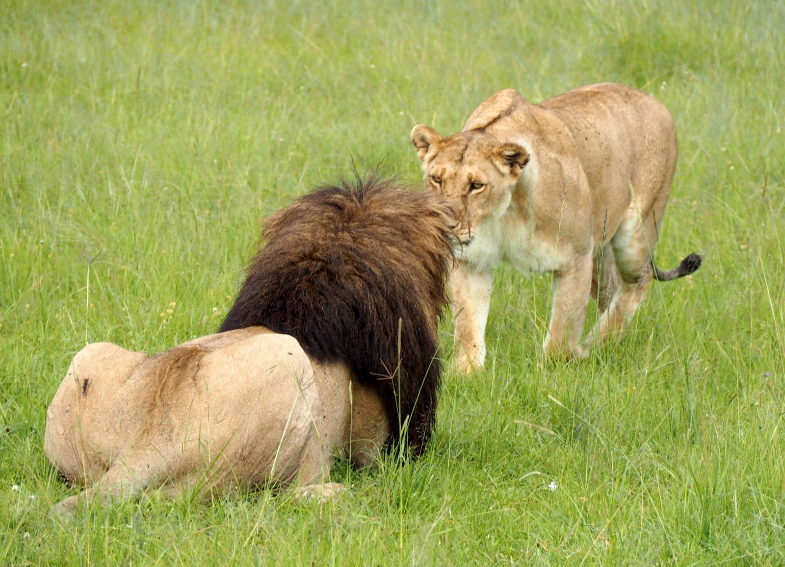 Masain Maran leijonia Masain Maran leijonia