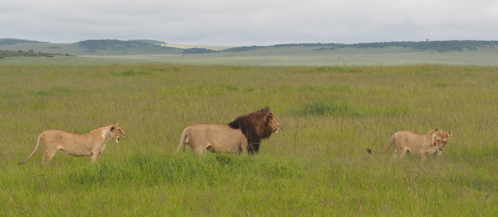 Masain Maran leijonia