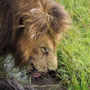 Masain Maran leijonia Masain Maran leijonia