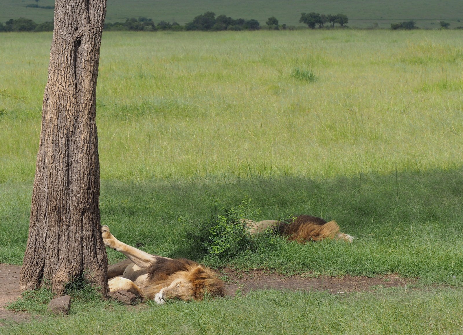 Masain Maran leijonia Masain Maran leijonia