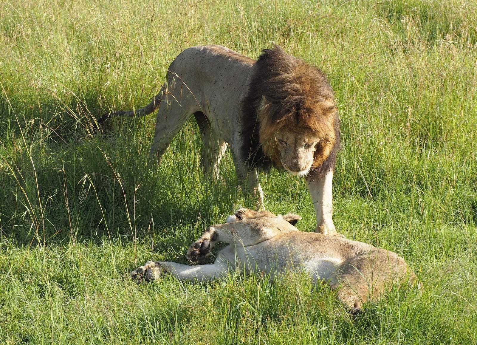 Masain Maran leijonia Masain Maran leijonia