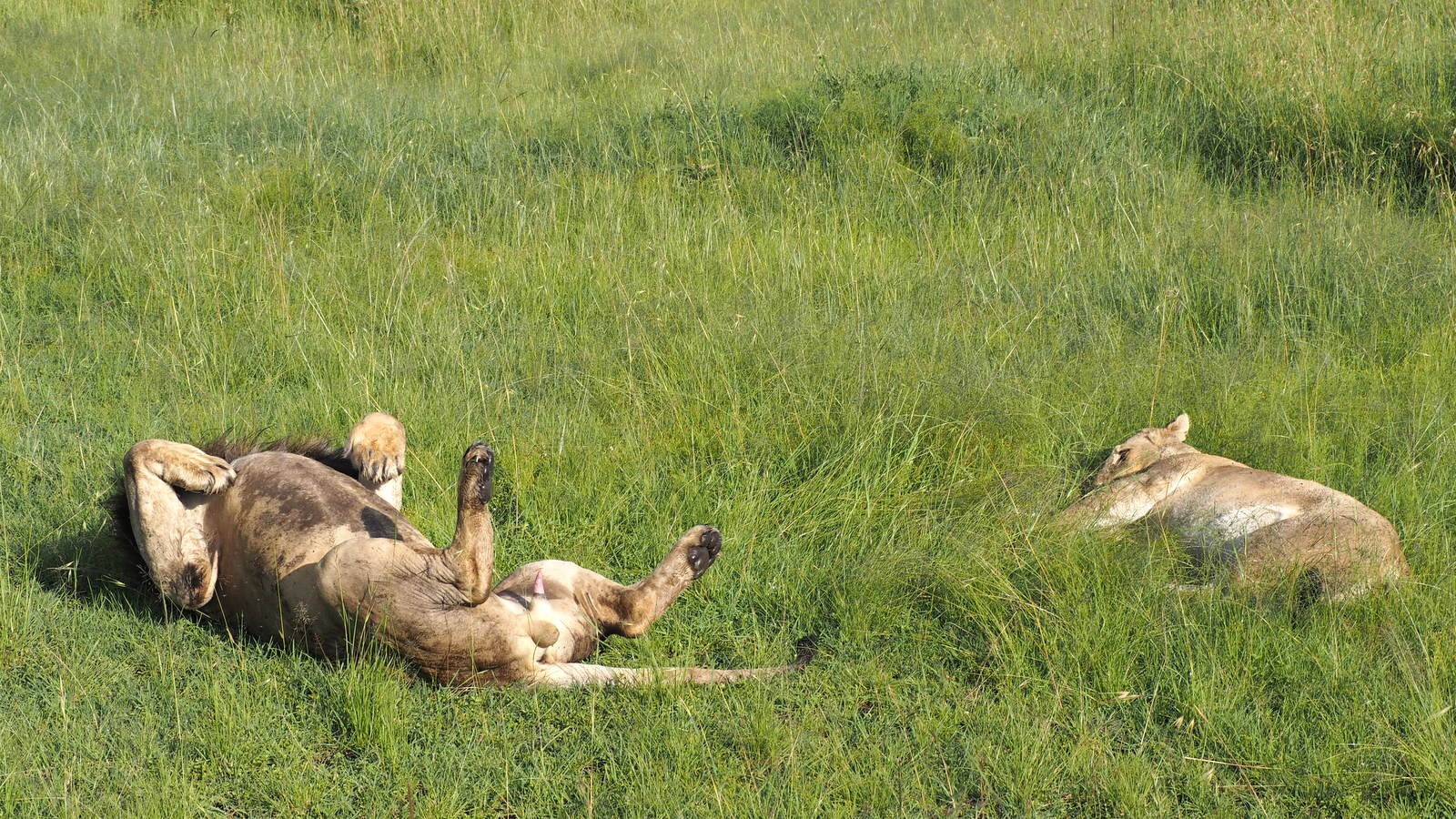 Masain Maran leijonia Masain Maran leijonia