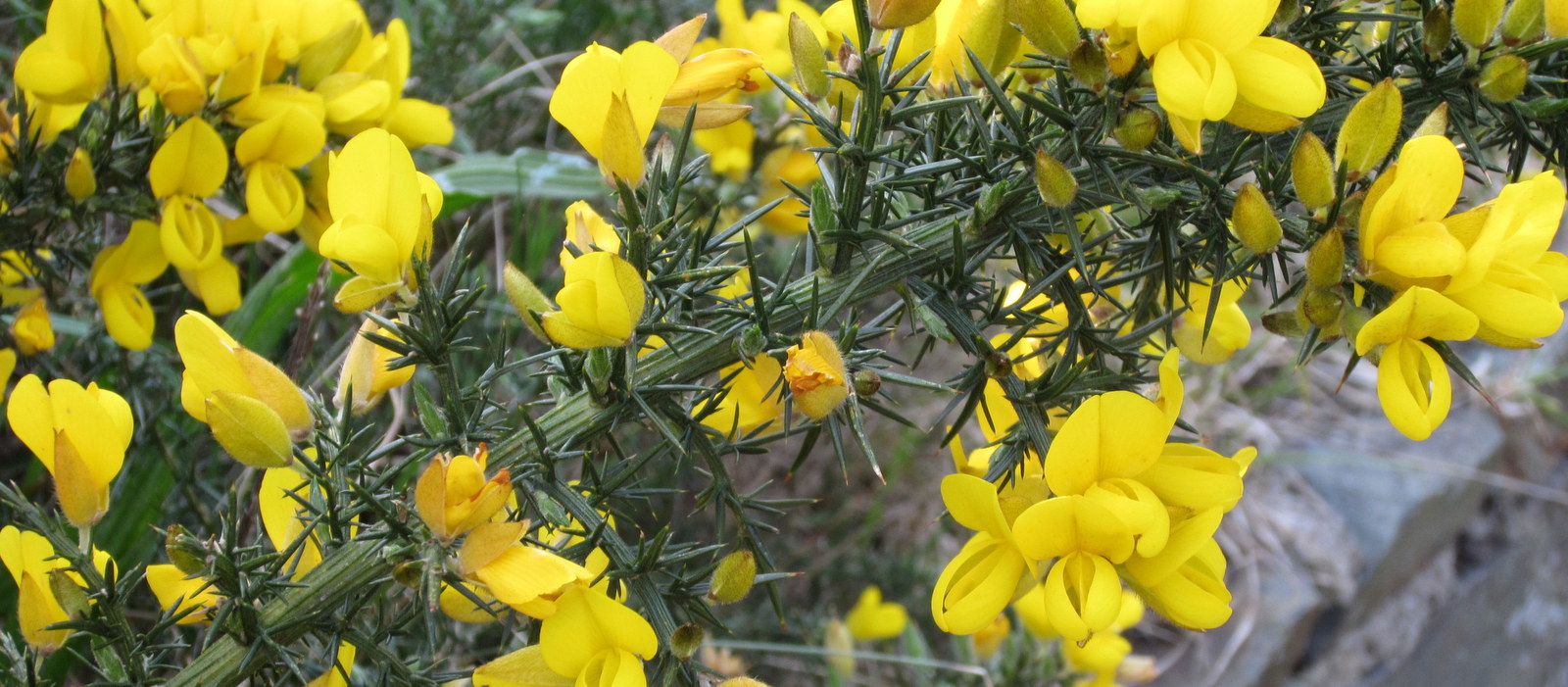 Huhtikuu Isle of Man