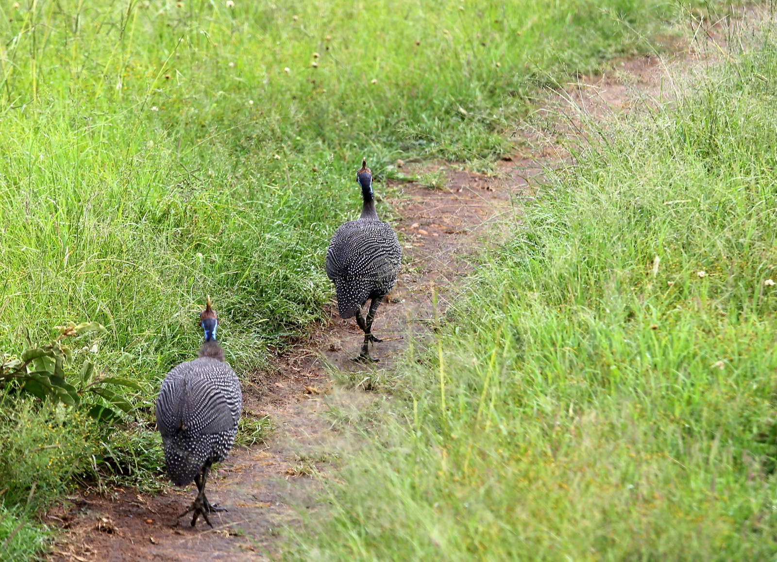 Helmikanoja Masai Marassa Helmikanoja Masai Marassa