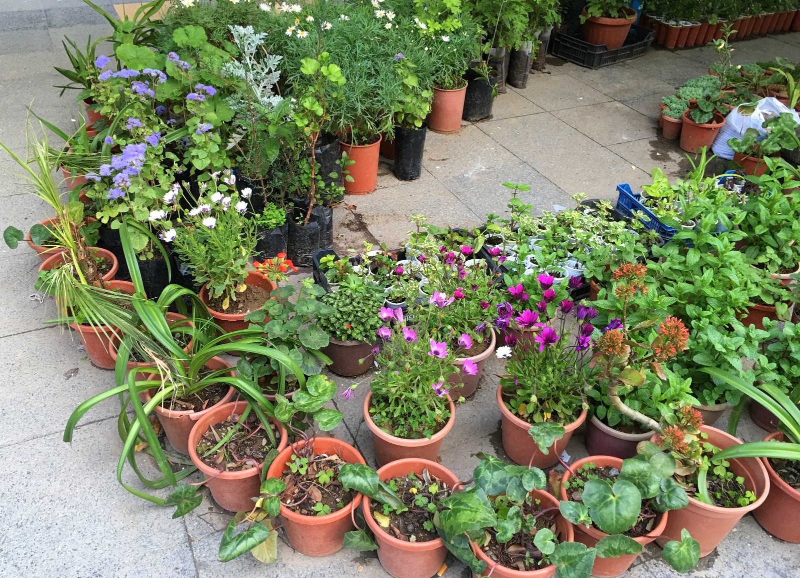 Taimia Algeriersin kaduilla Taimia Algeriersin kaduilla